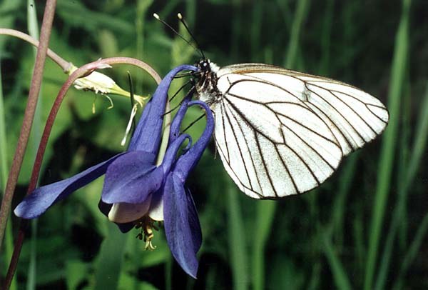 Butterfly-hawthorn: методи на борба