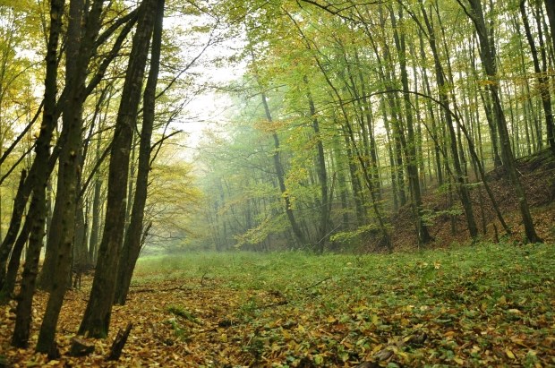 Как да организирате разходка из гората