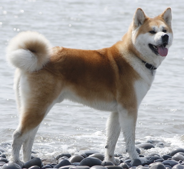 Порода кучета Akita Inu